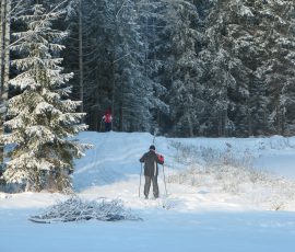 Viesu nams Naktsvijoles